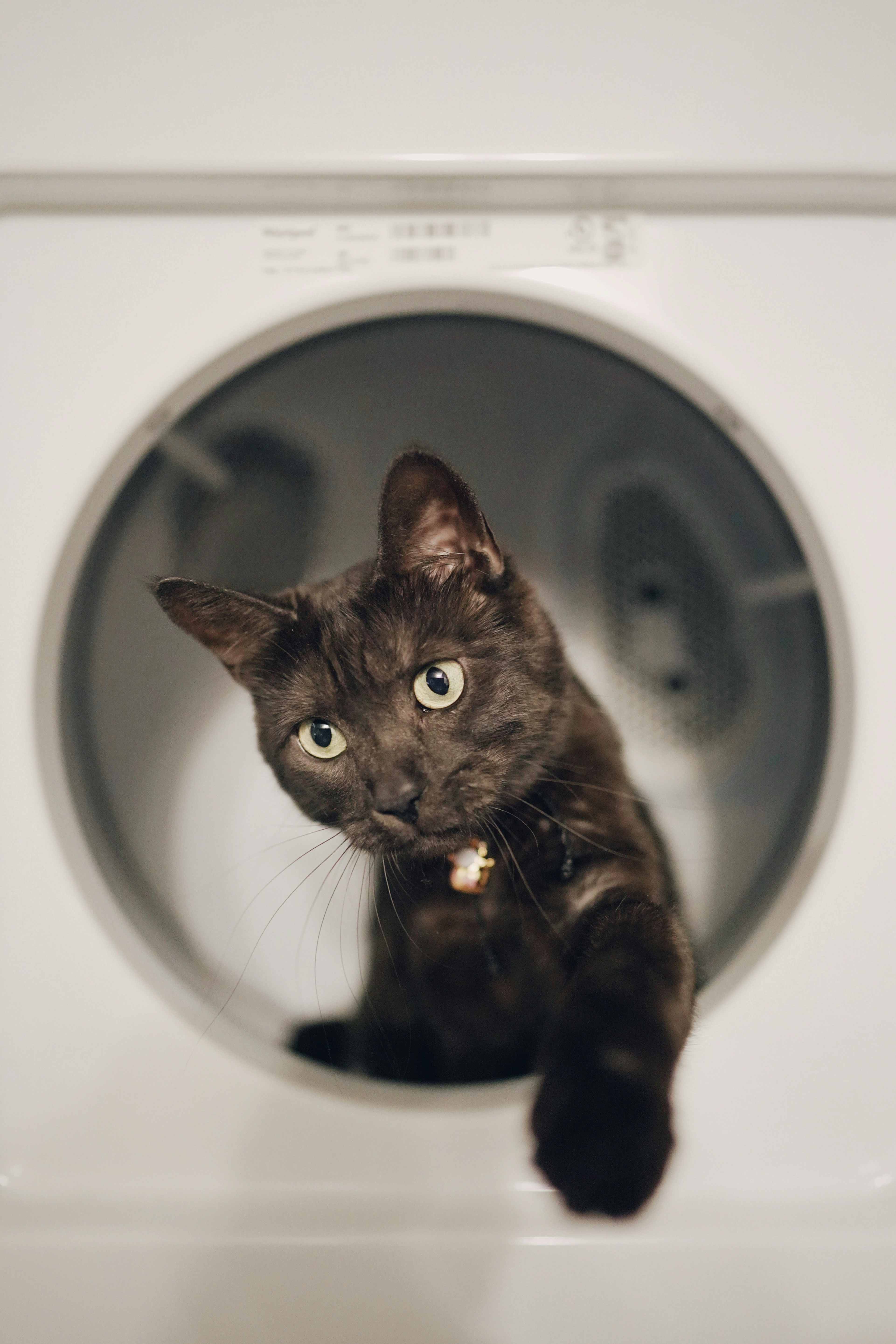 Capricorn cat